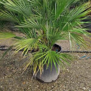 Chamaerops humilis 80-100 cm